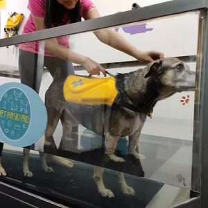 Underwater Hydrotherapy  Treadmill for Canines & Small animals